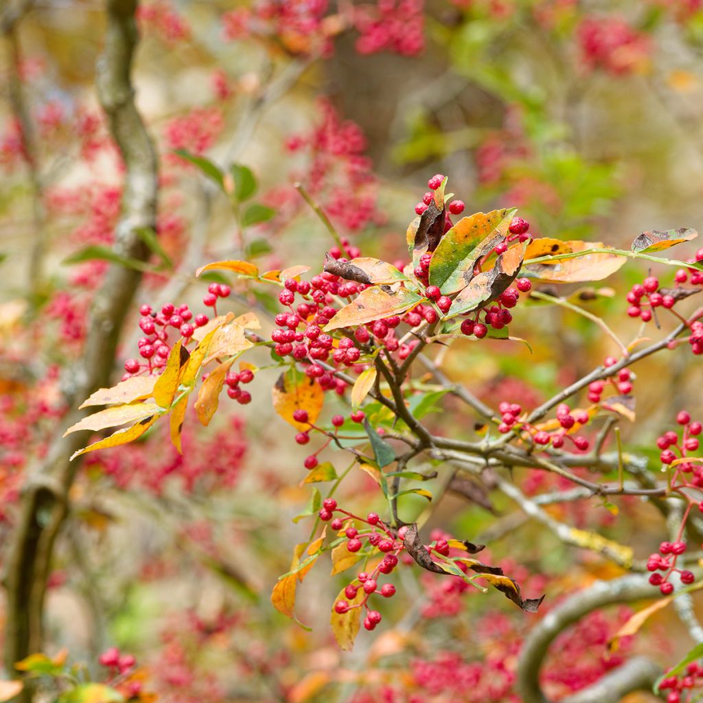 Pimentero japonés - Zanthoxylum simulans