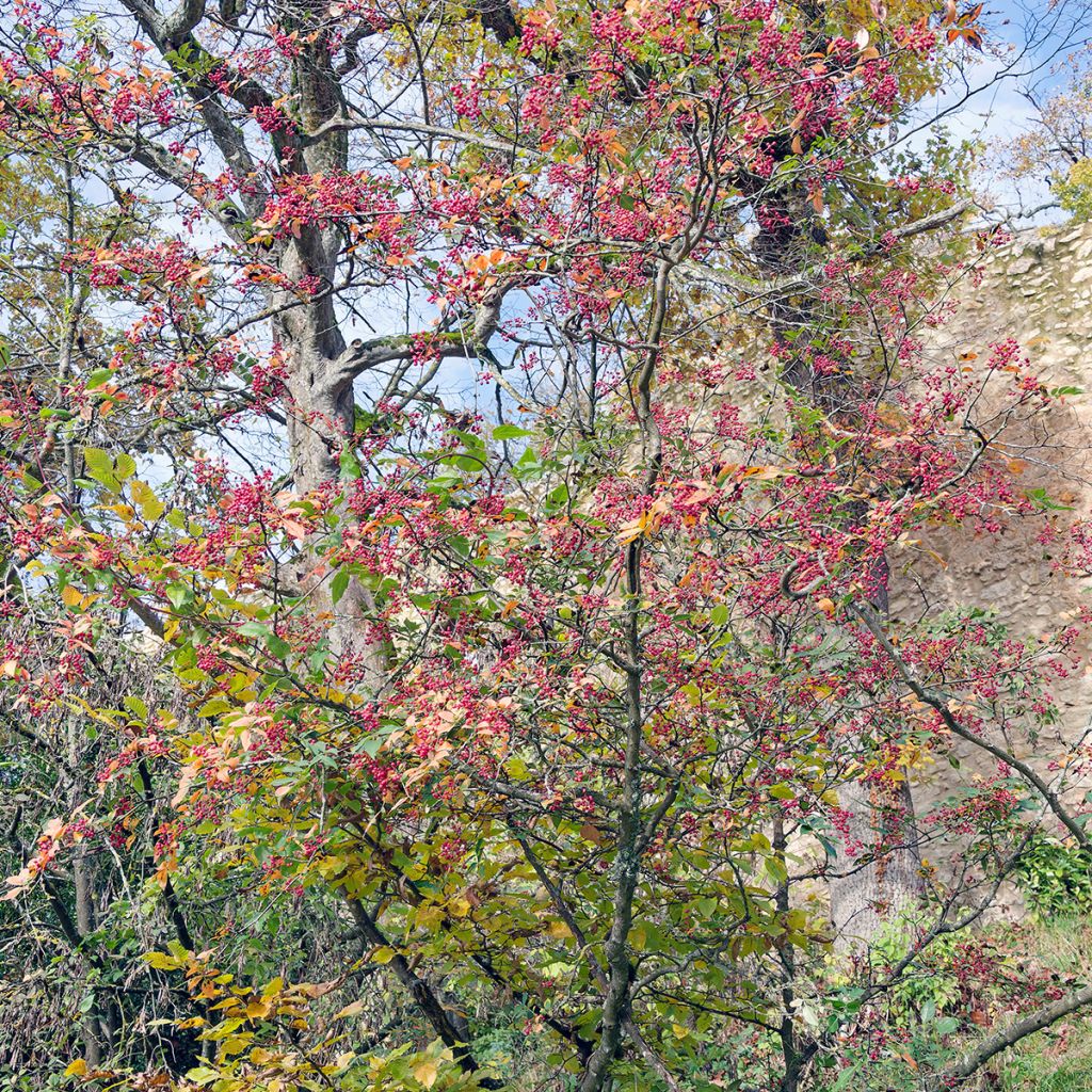 Pimentero japonés - Zanthoxylum simulans