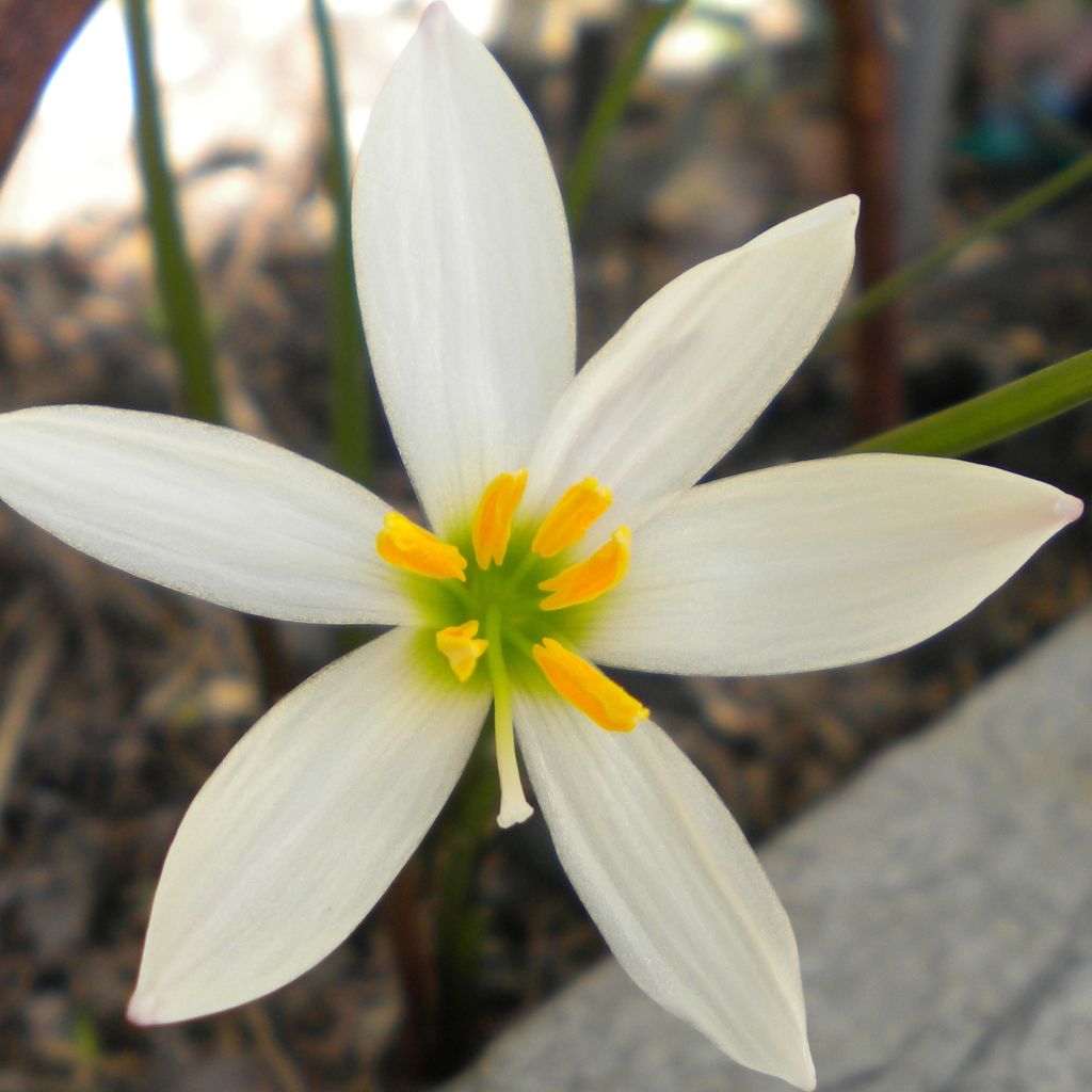 Zephyranthes candida - Lirio de lluvia blanco