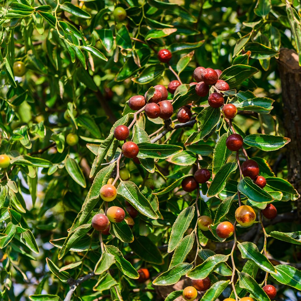 Azufaifo Abundance - Ziziphus jujuba