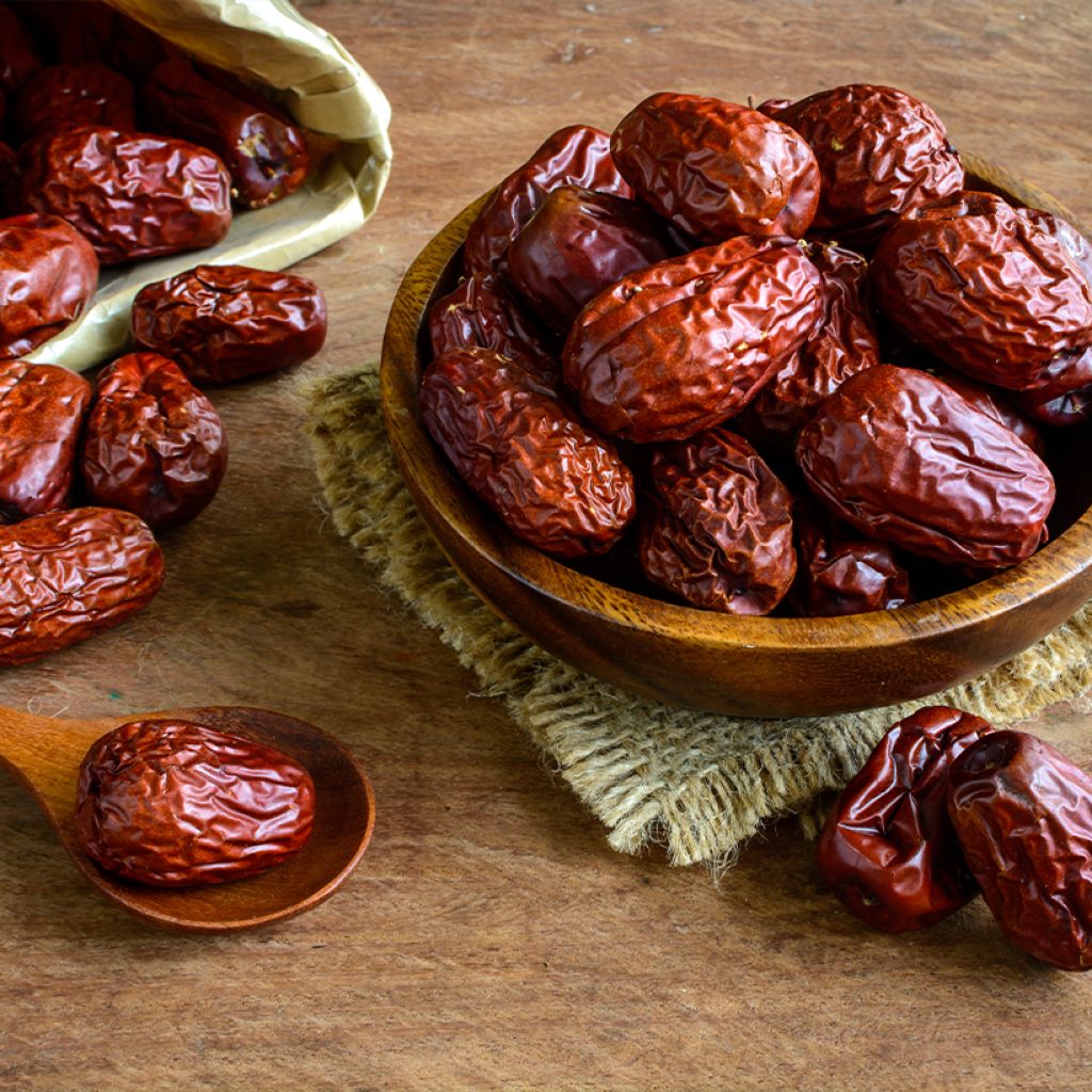 Azufaifo Abundance - Ziziphus jujuba