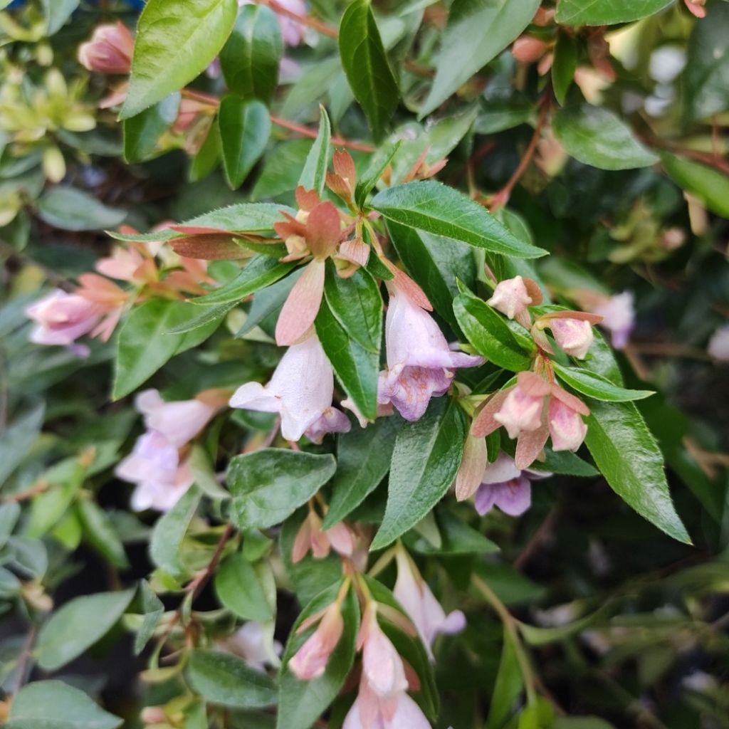 Abelia grandiflora Edward Goucher
