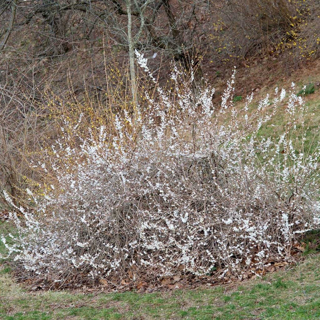 Abeliophyllum distichum - Forsitia blanca