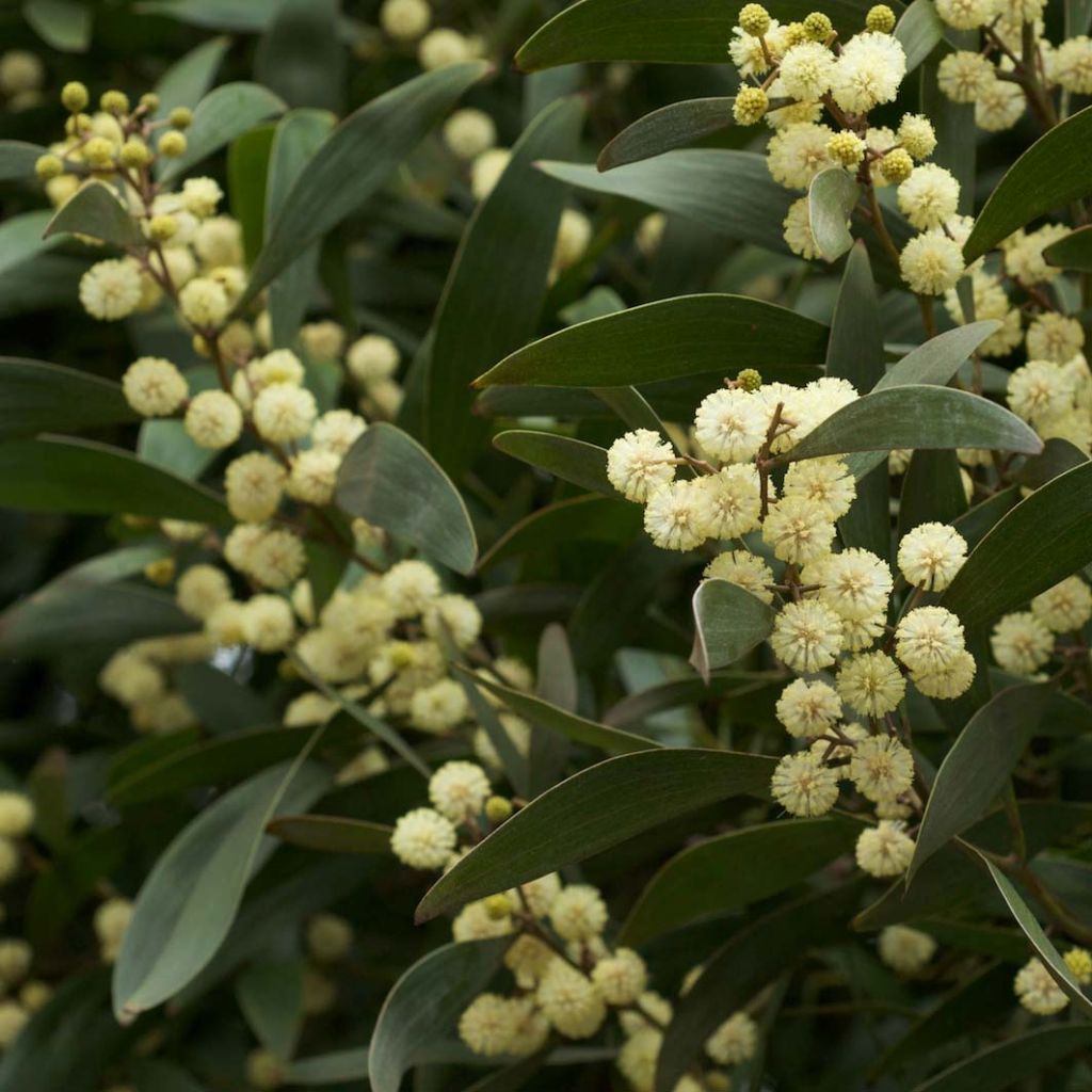 Acacia melanoxylon - Acacia negra