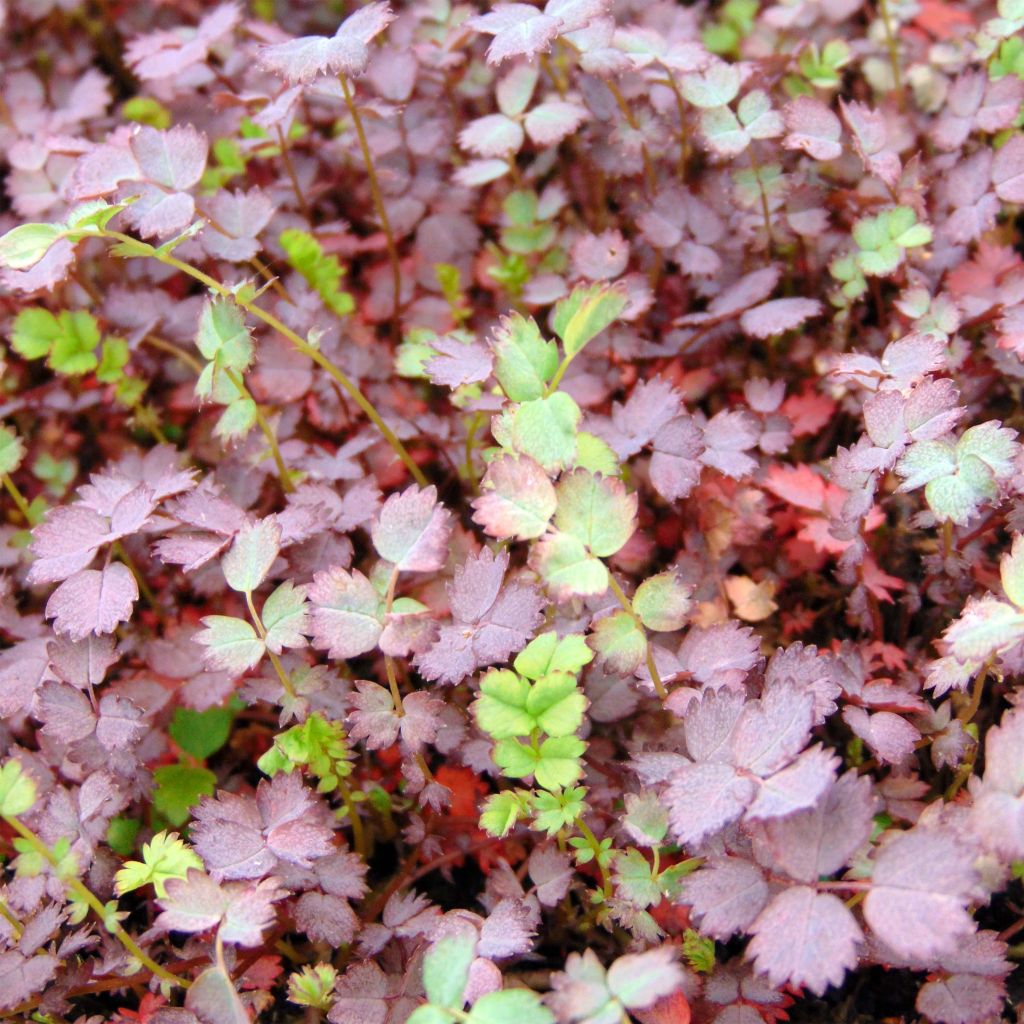 Acaena inermis Purpurea - Abrojos