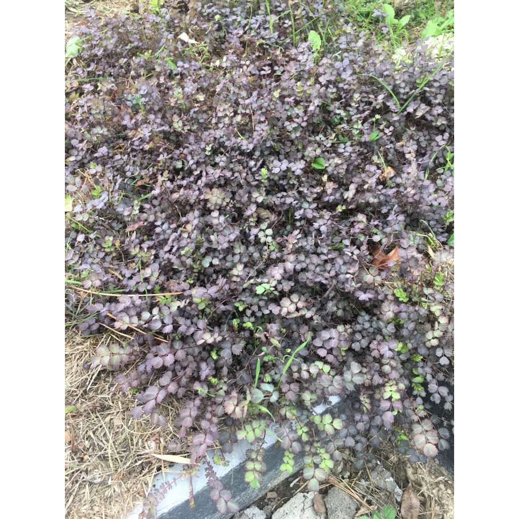 Acaena inermis Purpurea - Abrojos