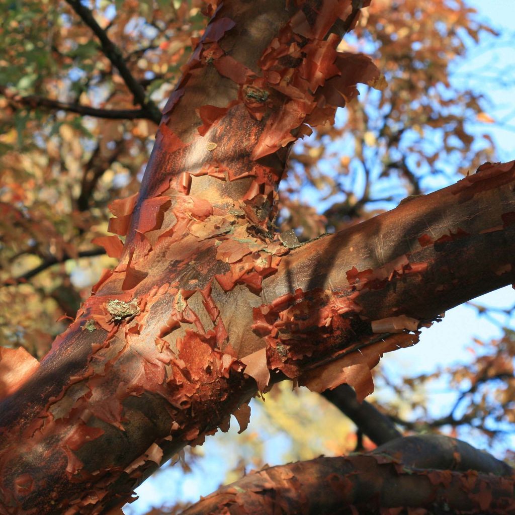 Acer griseum - Arce chino gris