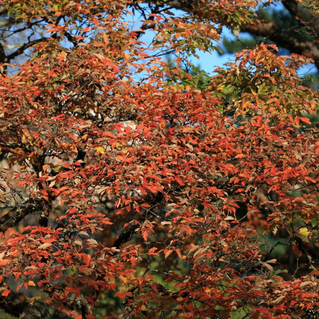 Acer griseum - Arce chino gris