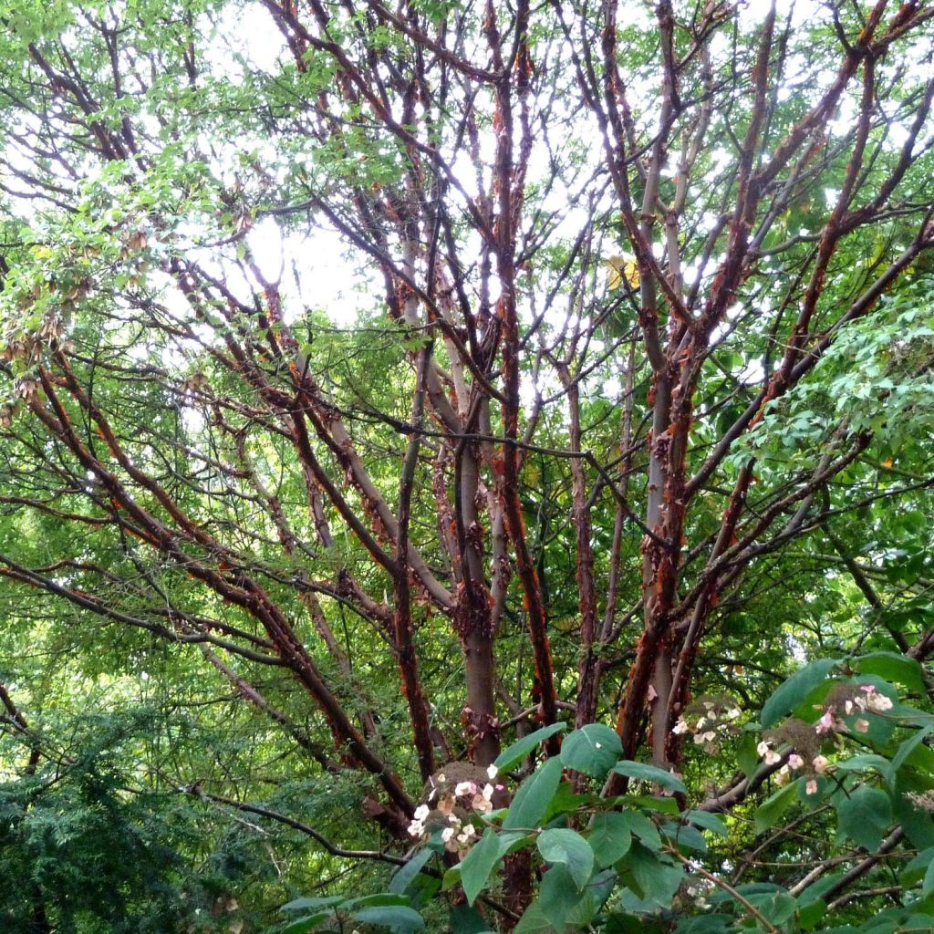 Acer griseum - Arce chino gris