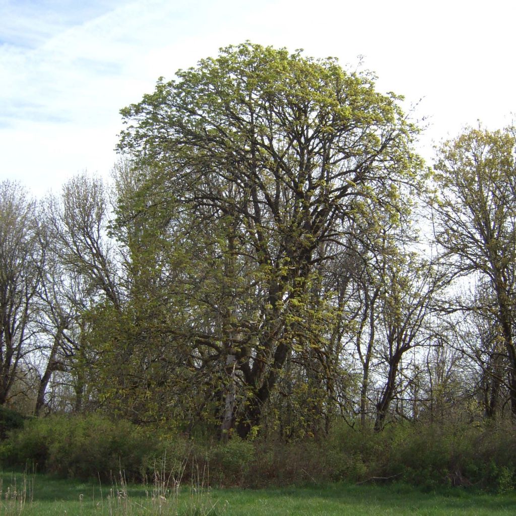 Acer macrophyllum - Arce de Oregón
