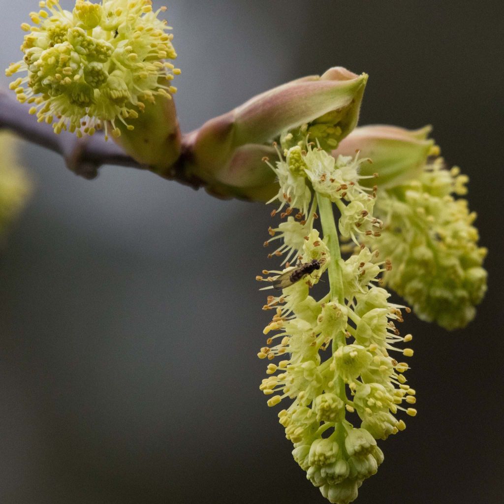 Acer macrophyllum - Arce de Oregón