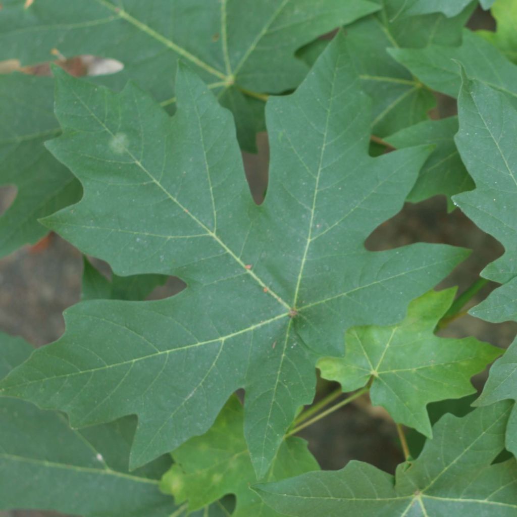 Acer macrophyllum - Arce de Oregón