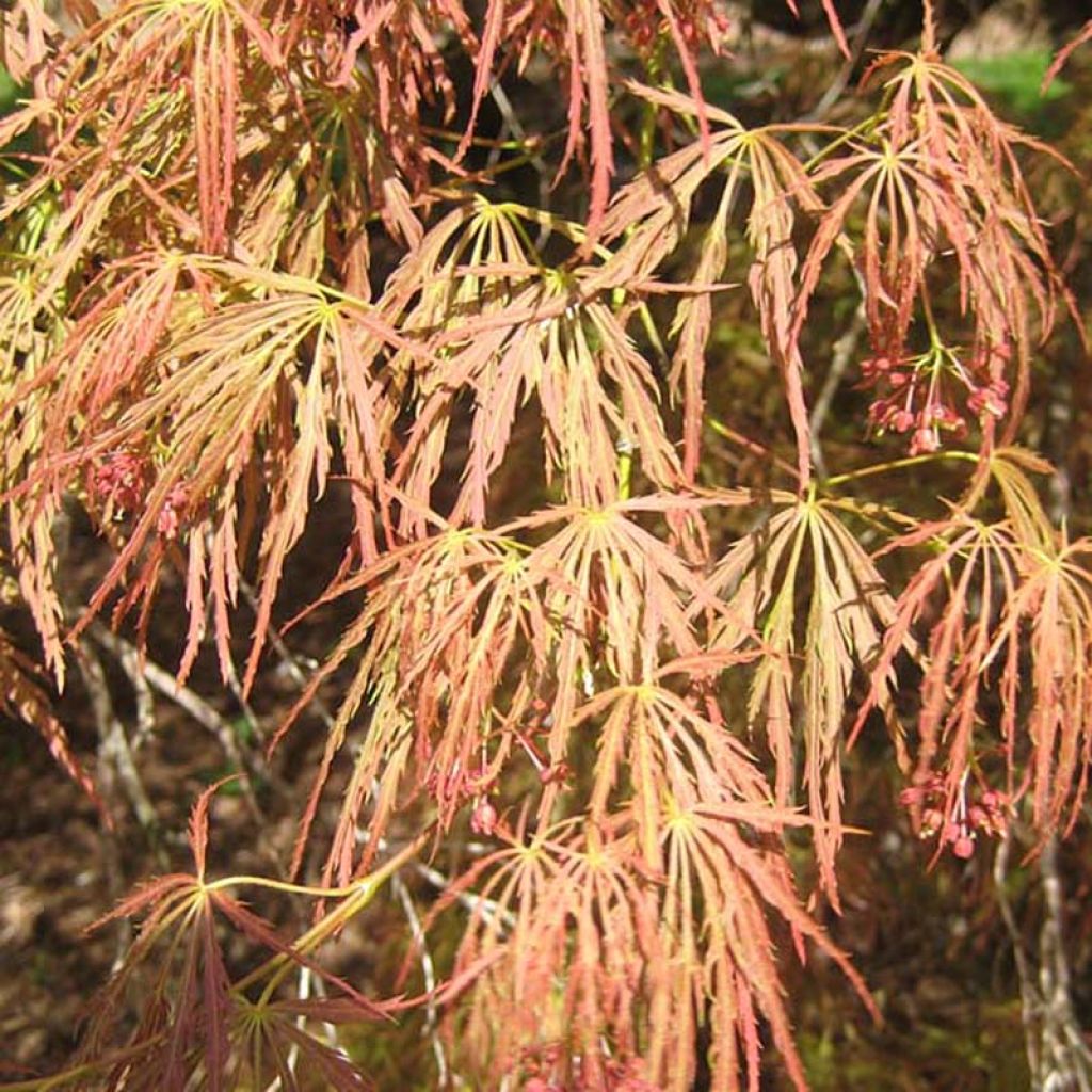 Arce japonés Dissectum - Acer palmatum