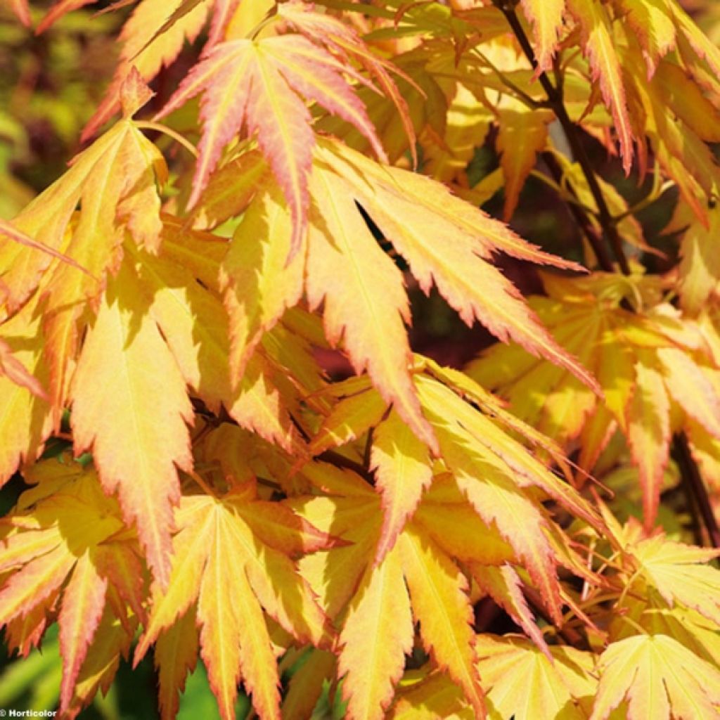 Arce japonés Orange Dream - Acer palmatum
