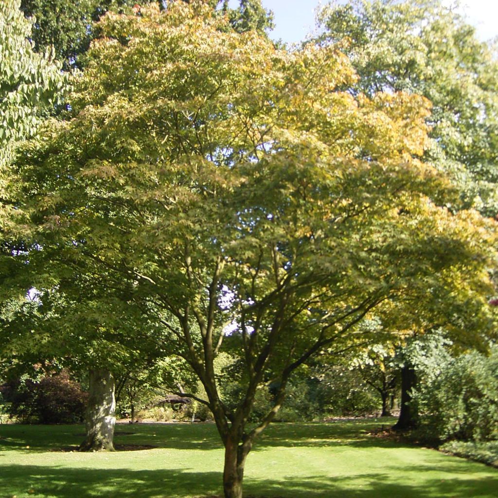 Arce japonés Osakazuki - Acer palmatum
