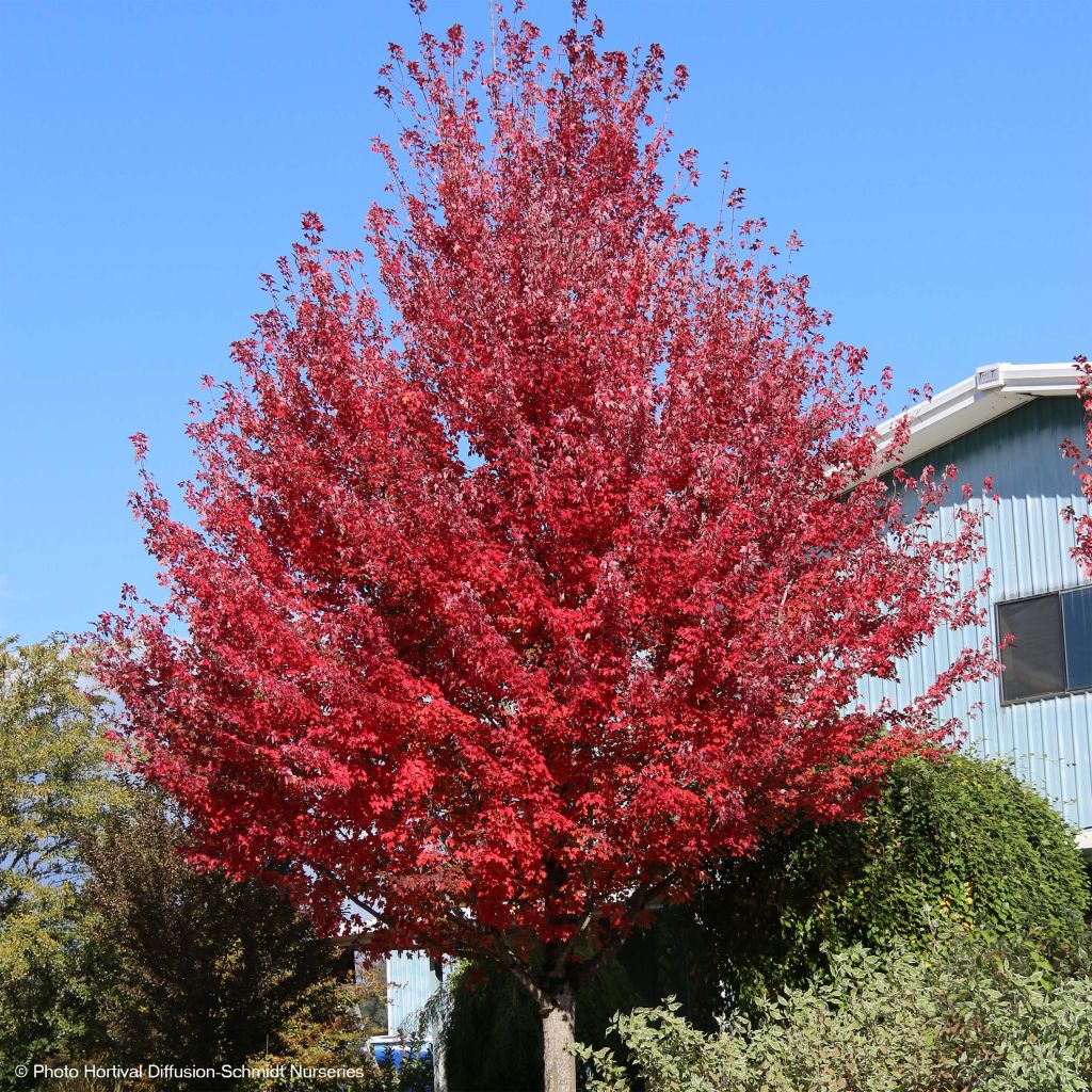 Acer rubrum Redpointe