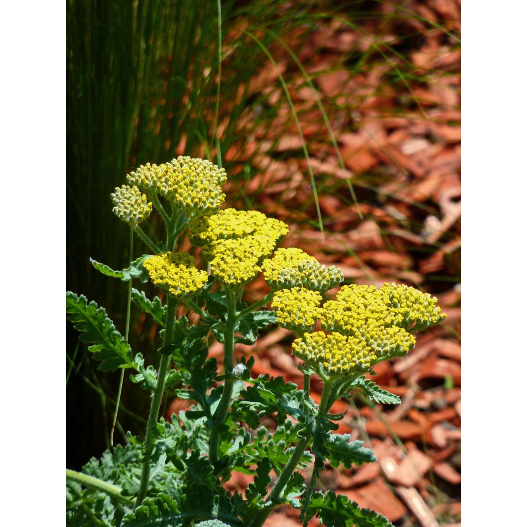 Achillea Little Moonshine - Milenrama