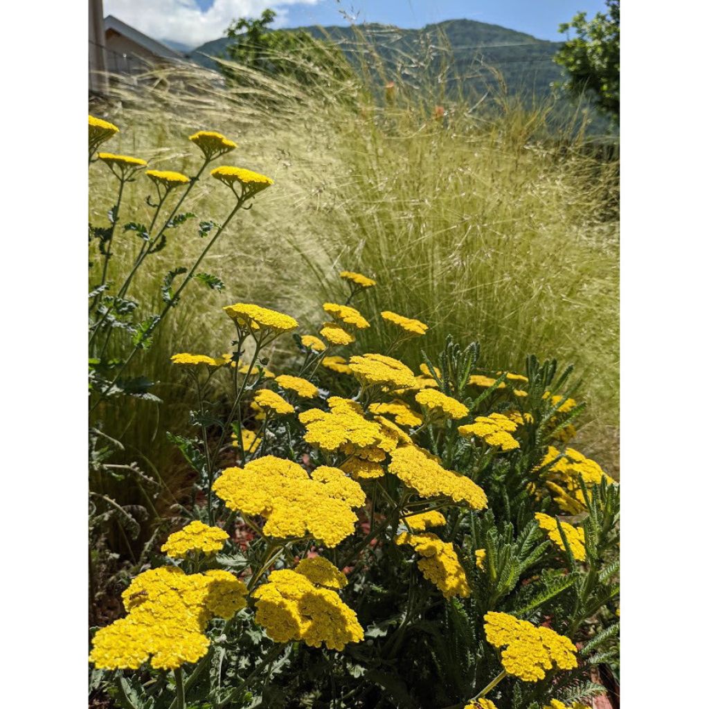 Achillea Little Moonshine - Milenrama