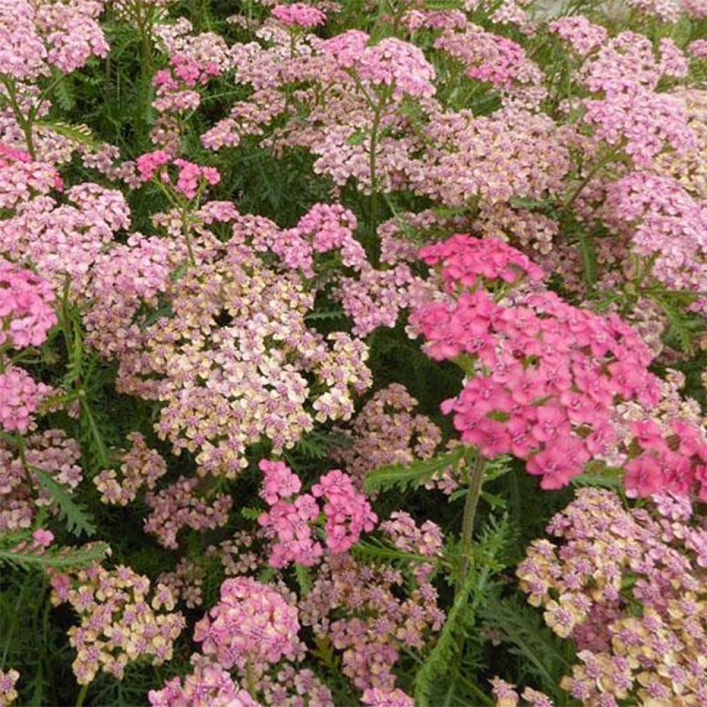 Milenrama Tutti Frutti Apricot Delight - Achillea millefolium