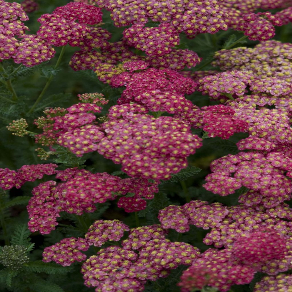 Milenrama Pomegranate - Achillea millefolium