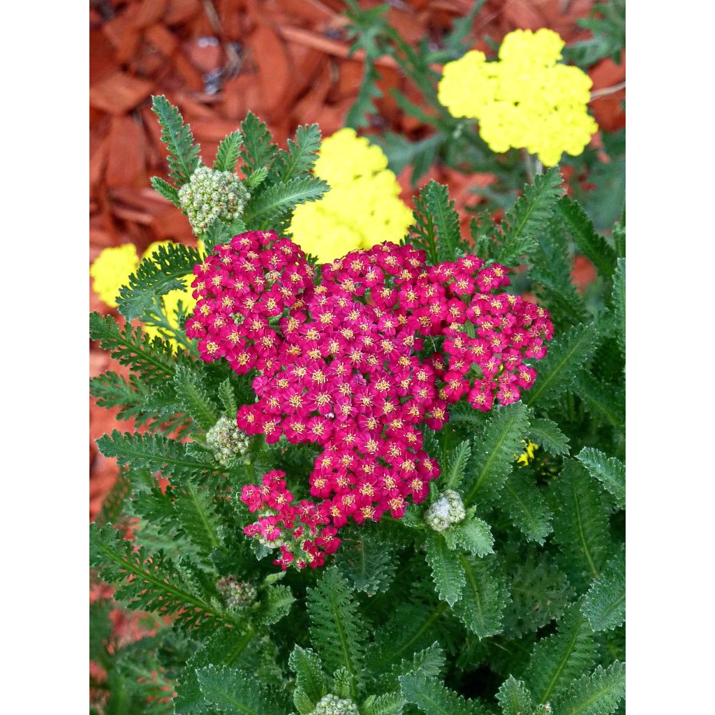Milenrama Summerwine - Achillea millefolium