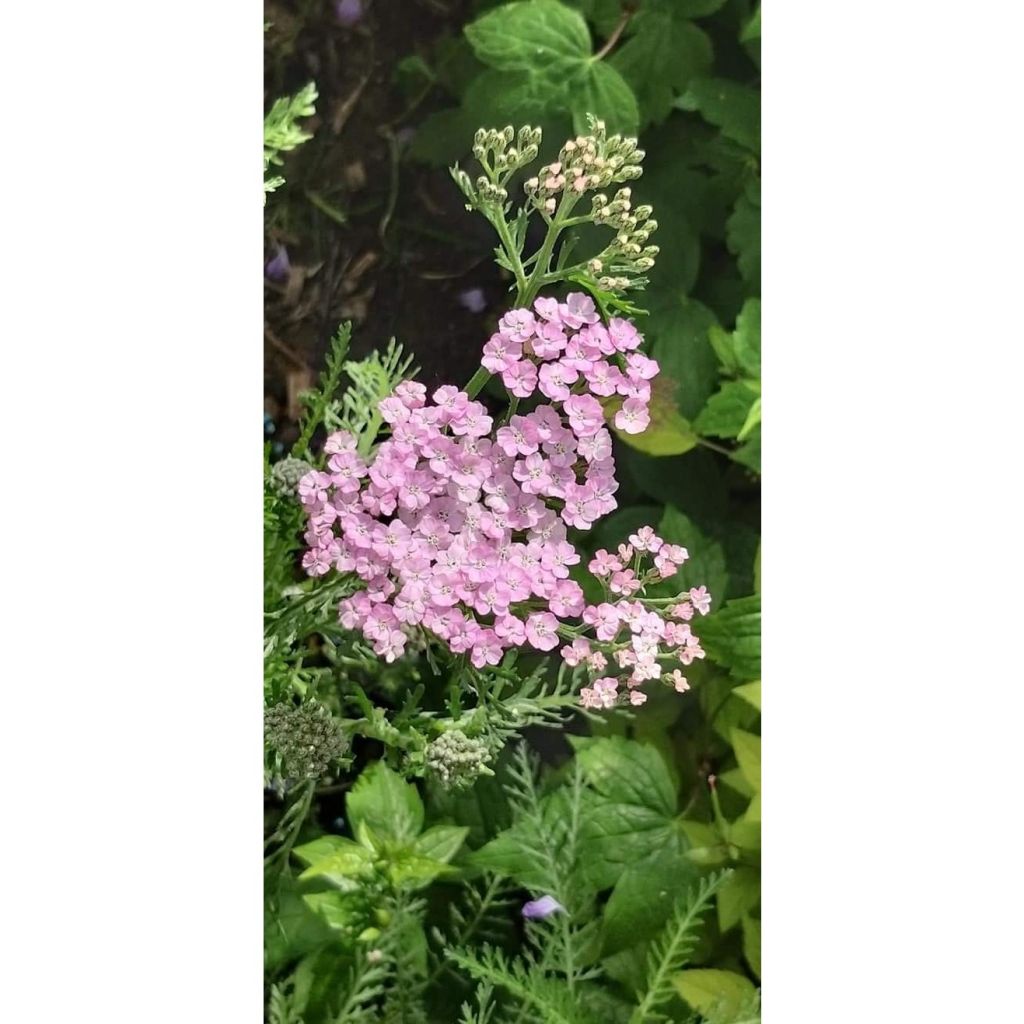 Milenrama Wonderful Wampee - Achillea millefolium