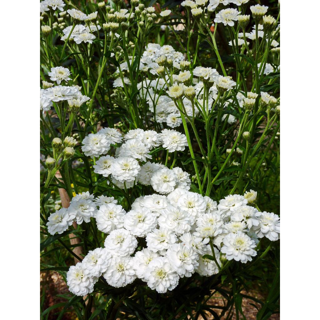 Achillea ptarmica Perry s White