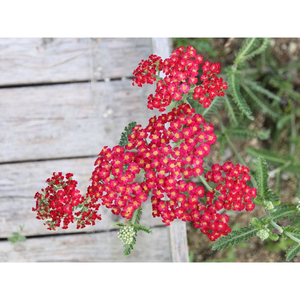 Milenrama Paprika - Achillea millefolium
