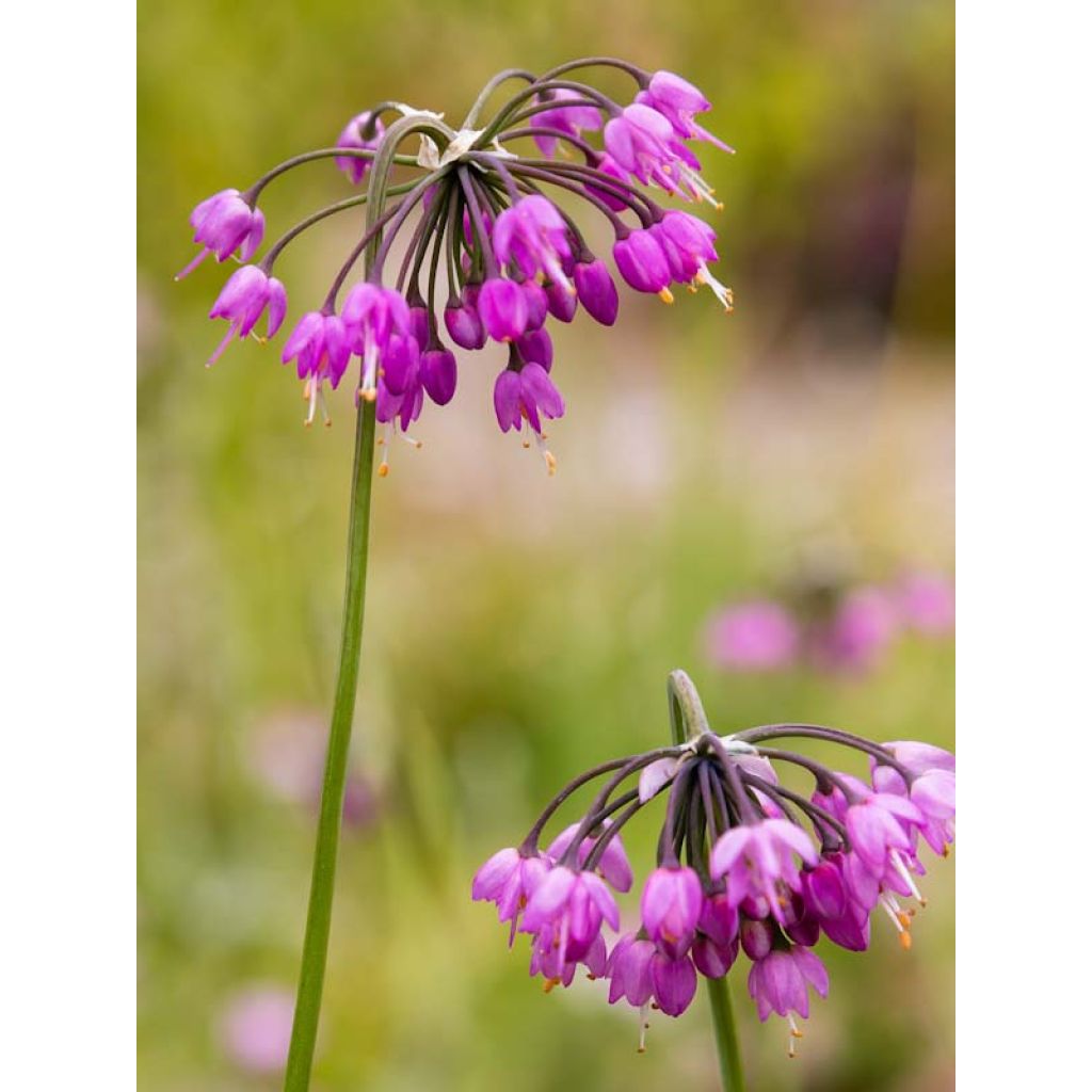 Allium cernuum - Ajocebolla