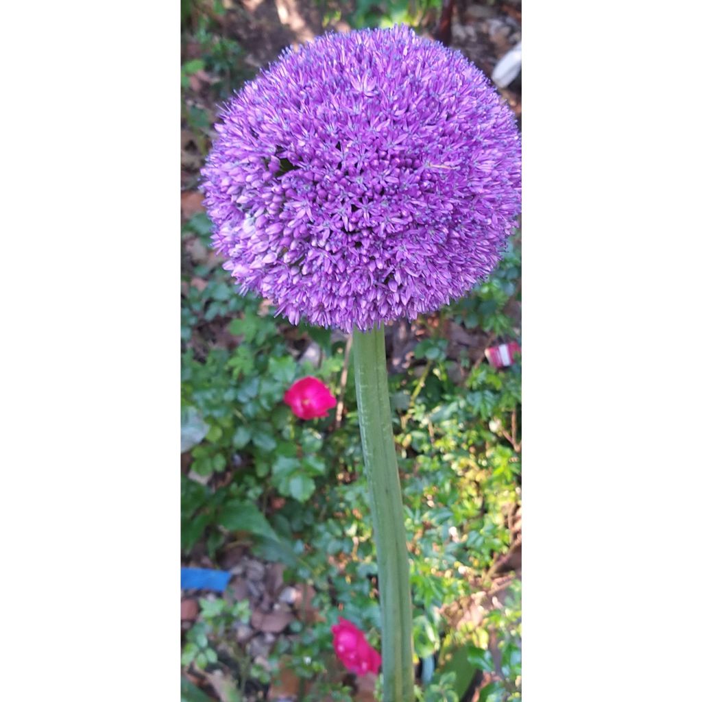 Allium Ambassador - Ajo decorativo
