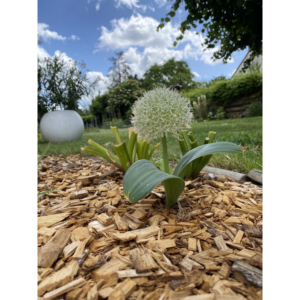 Allium karataviense Ivory Queen - Ajo decorativo
