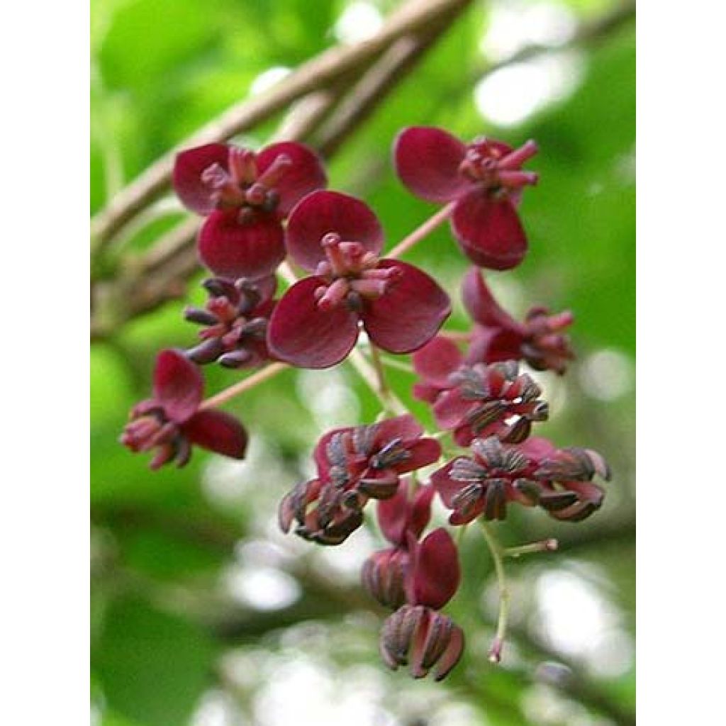 Akebia pentaphylla - Akebi