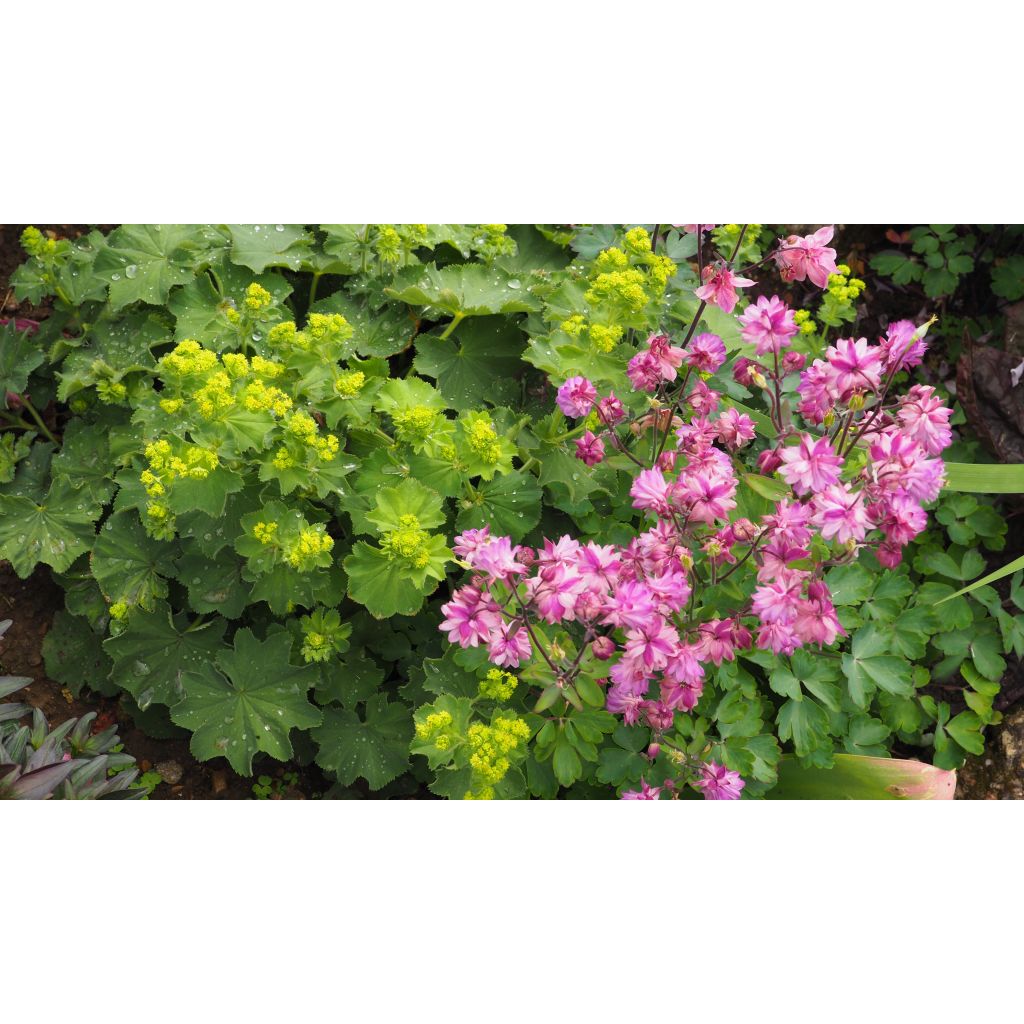 Alchemilla mollis - Alquémila