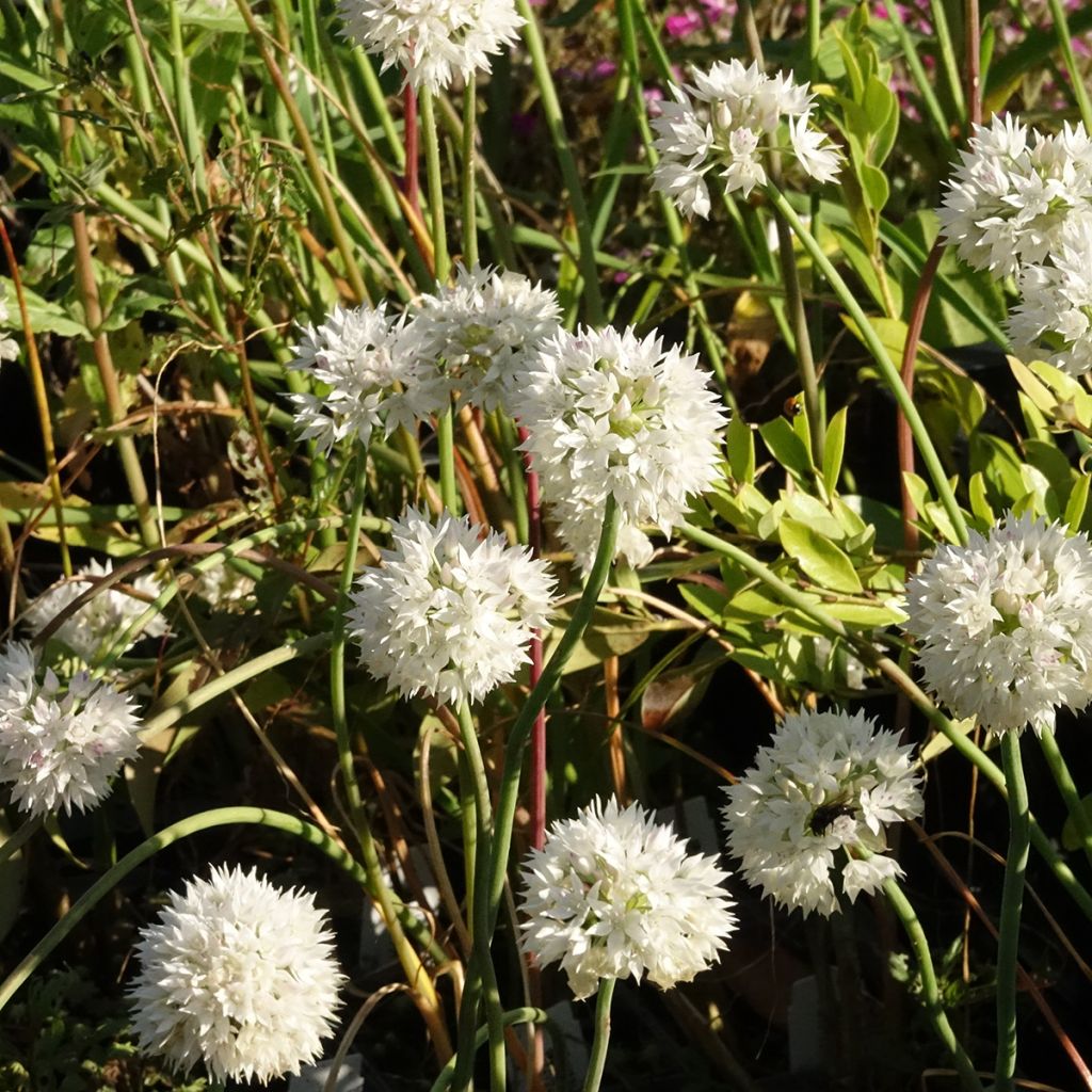 Allium amplectens Graceful - Ajo decorativo
