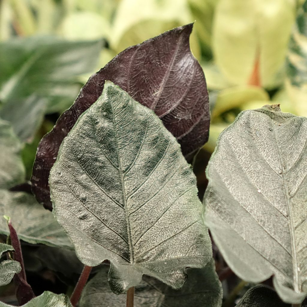 Alocasia Antoro Velvet - Oreja de elefantephante