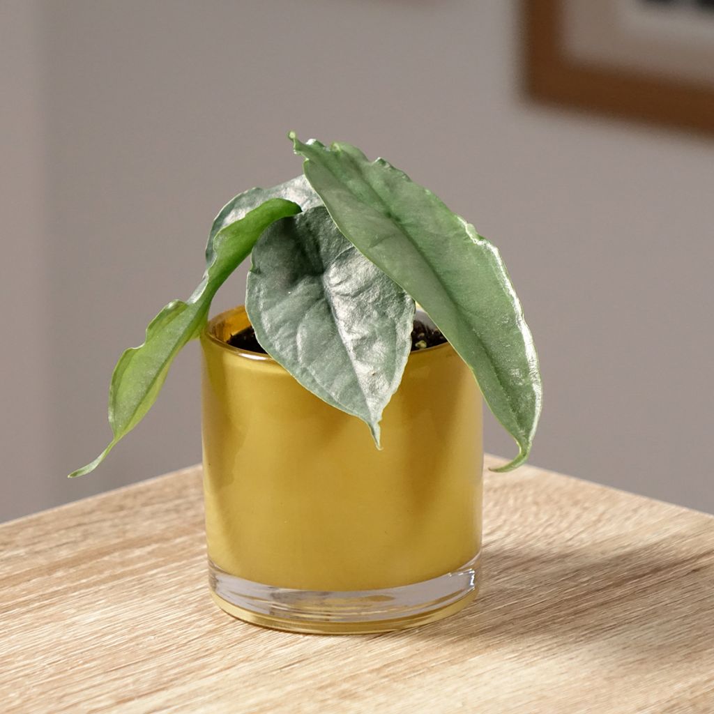 Alocasia Dragon's Breath - Oreja de elefante