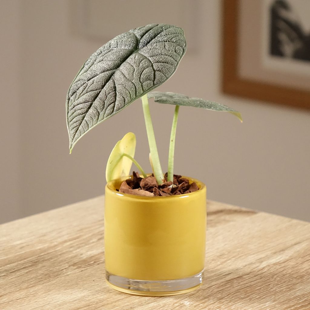 Alocasia melo - Oreja de elefante