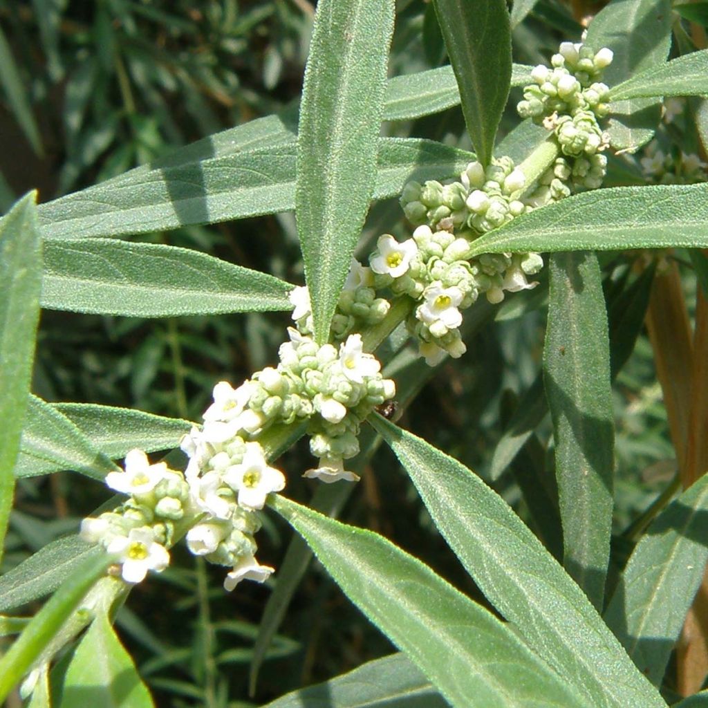 Burro - Aloysia polystachia