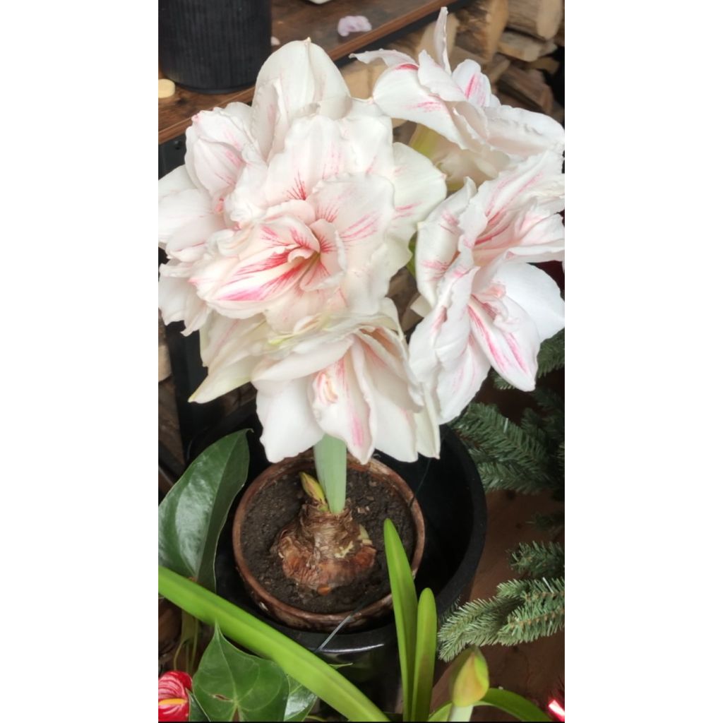 Amaryllis Aquaro - Hippeastrum