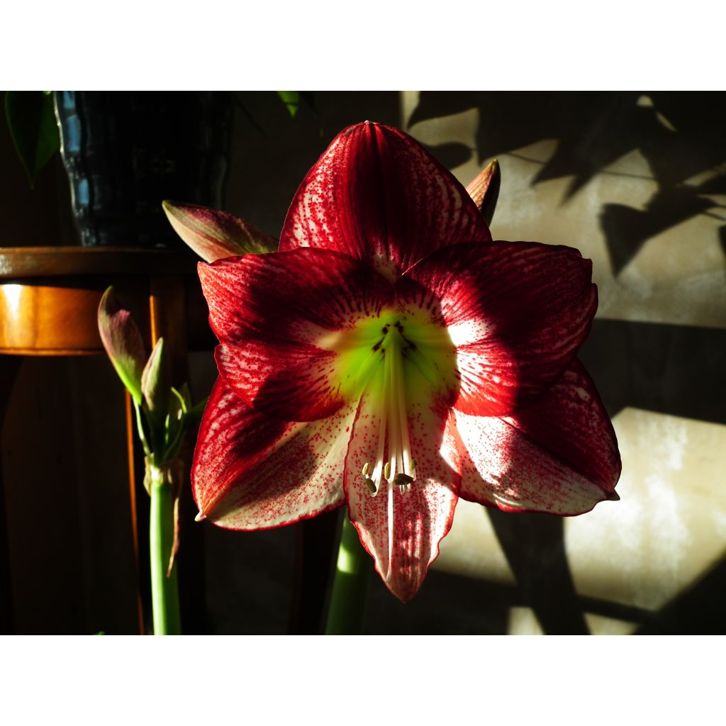 Amaryllis Flamenco Queen - Hippeastrum