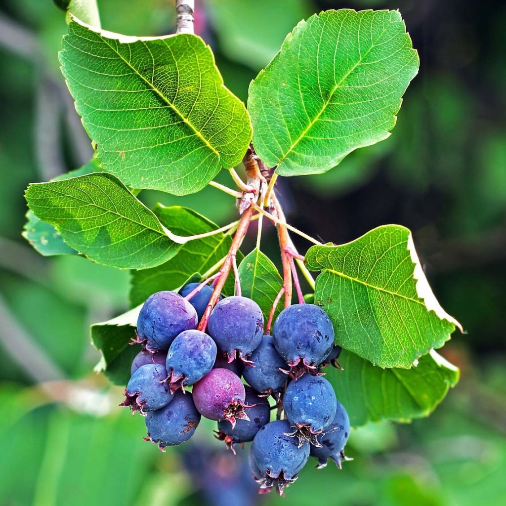 Guillomo de Saskatchewan Saskatoon Berry - Amelanchier alnifolia