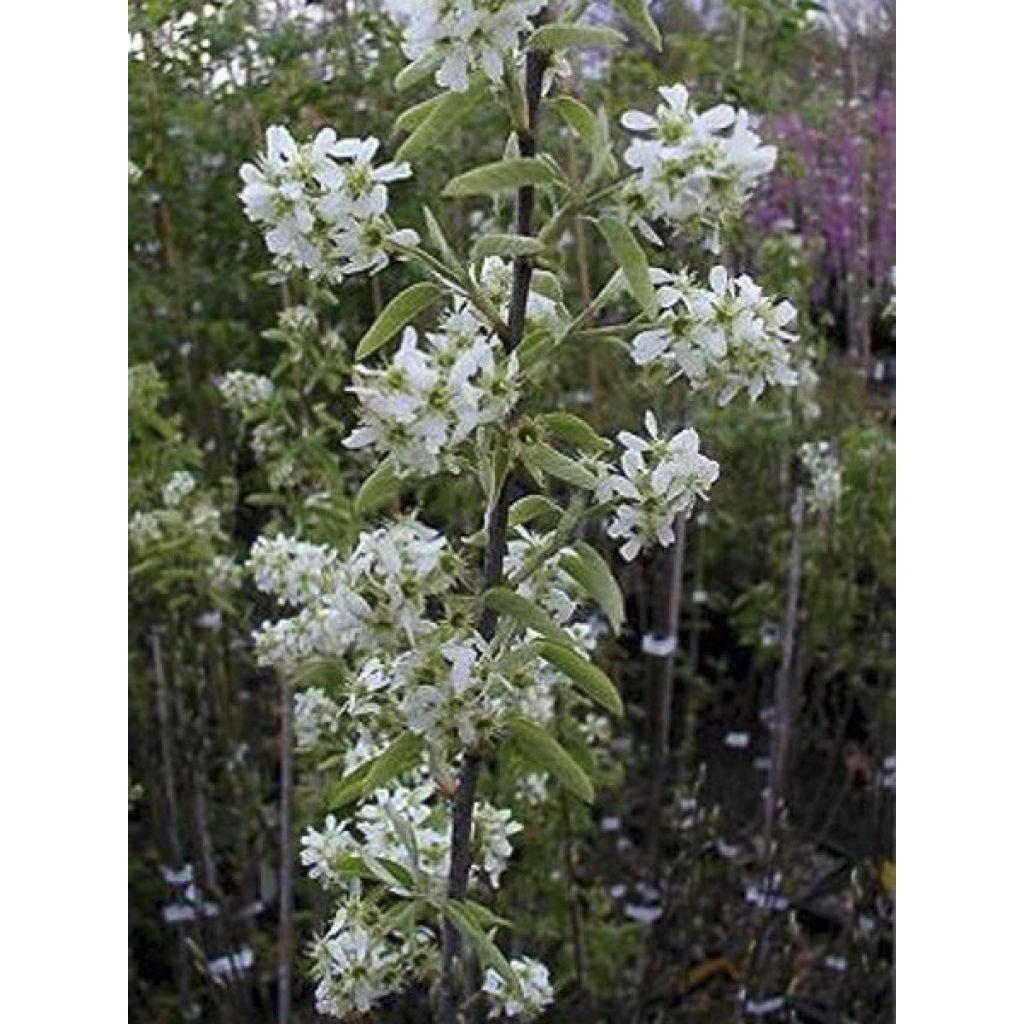 Amelanchier canadensis Rainbow Pillar - Guillomo del Canadá
