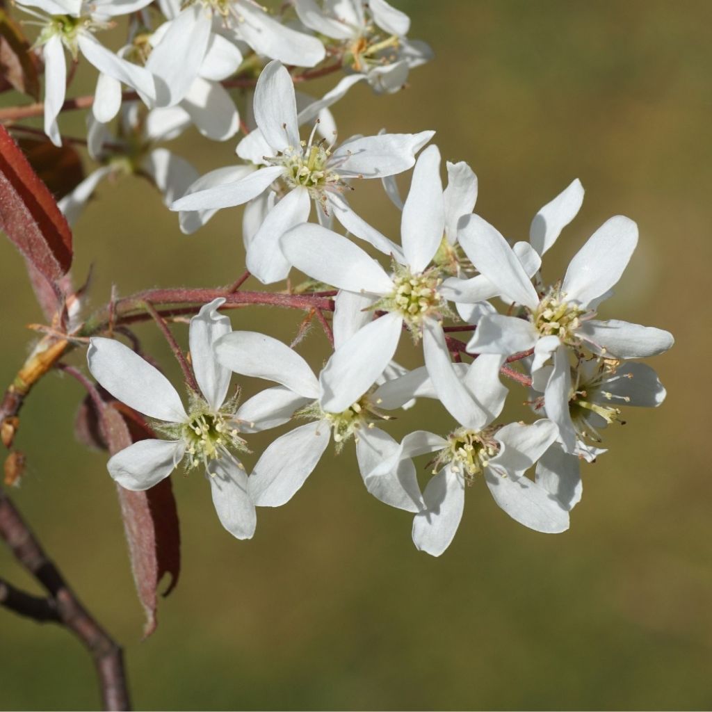 Amelanchier lamarckii - Guillomo nevado