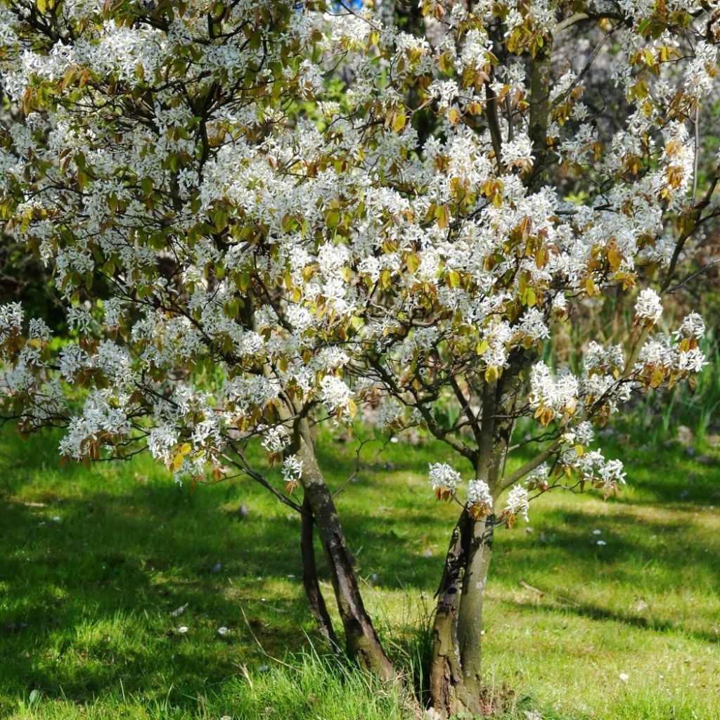 Amelanchier lamarckii - Guillomo nevado