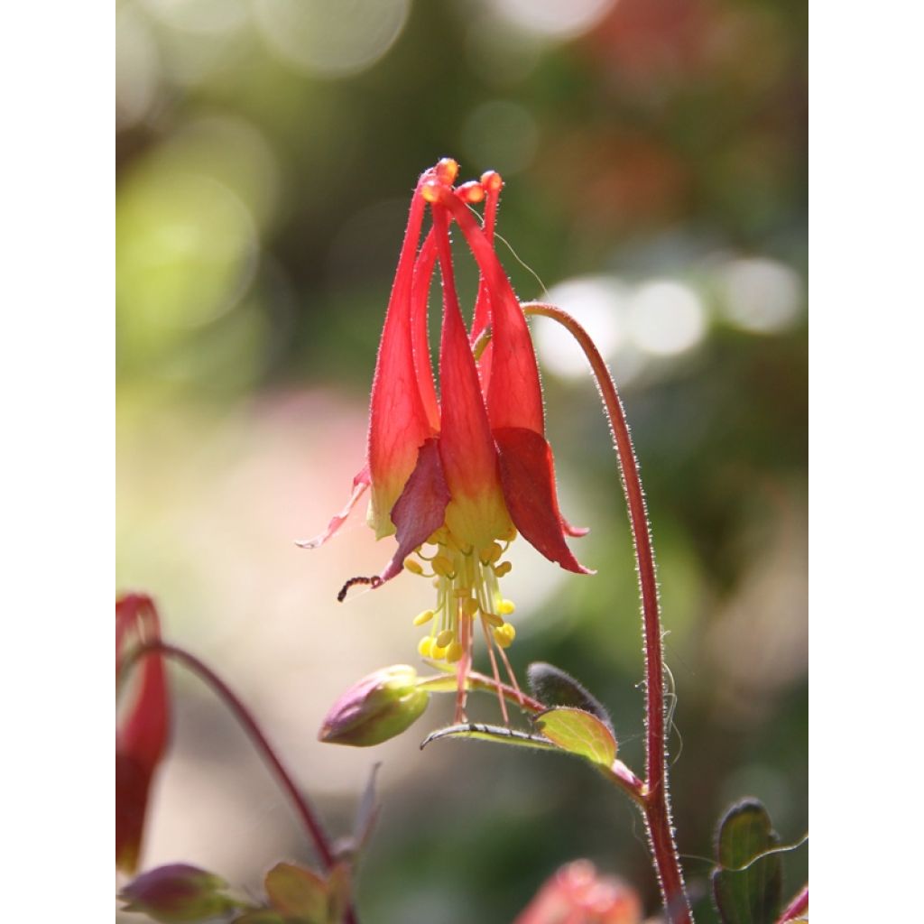 Aquilegia canadensis Little Lanterns - Aguileña