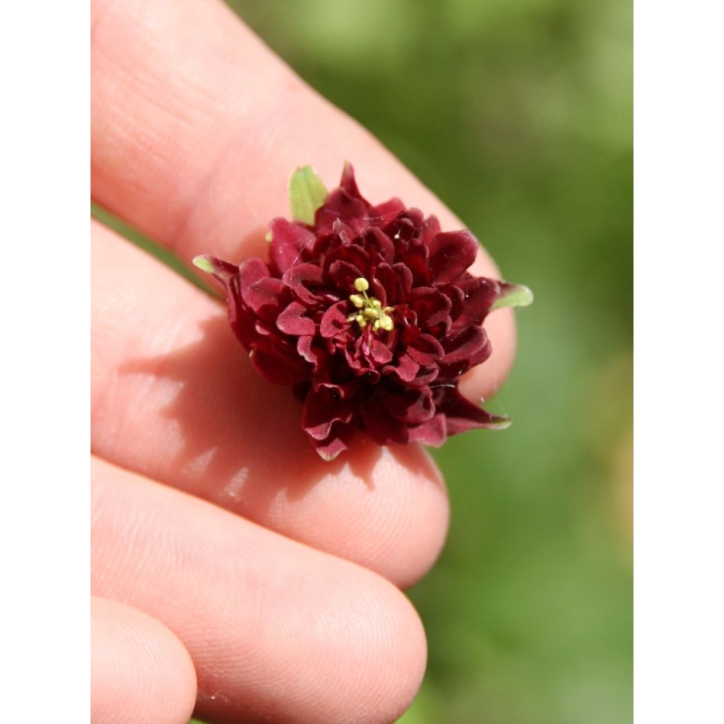 Aquilegia vulgaris Ruby Port