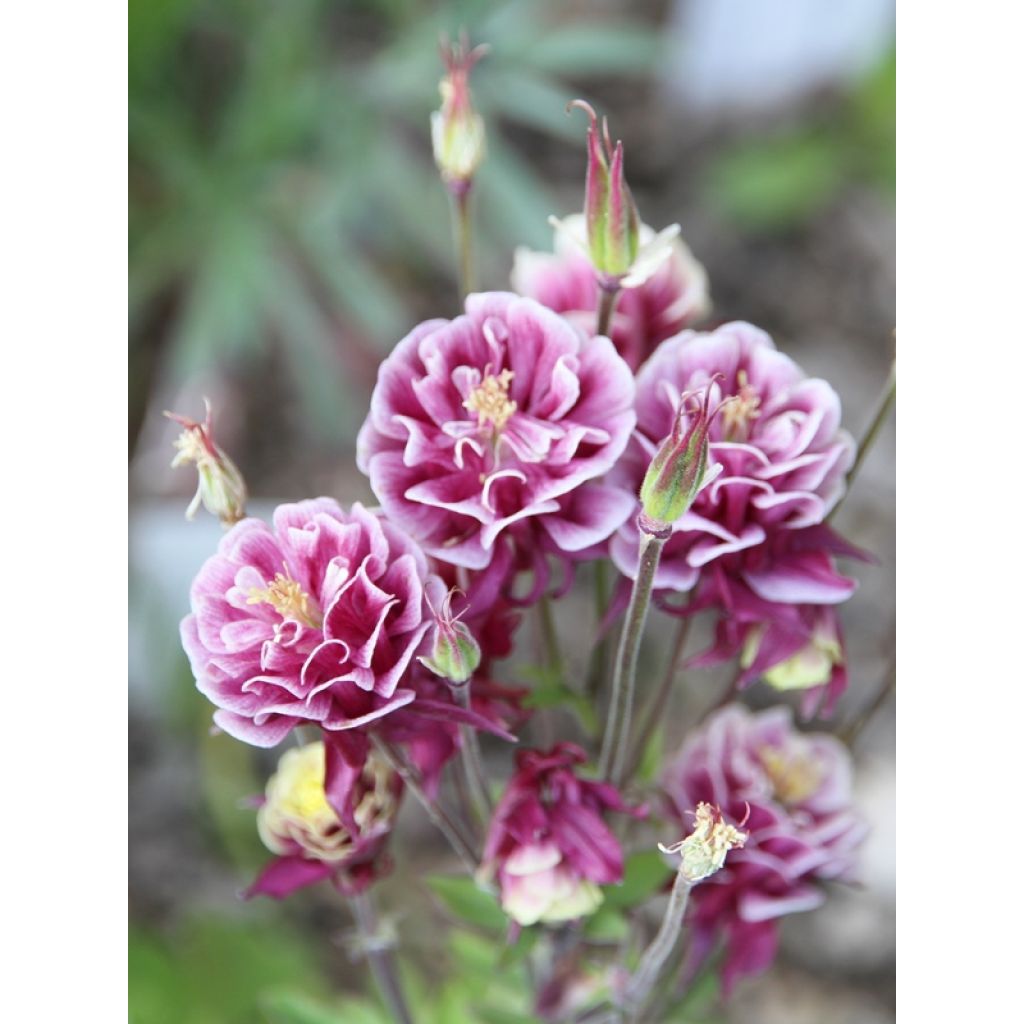Aquilegia vulgaris Winky Red White