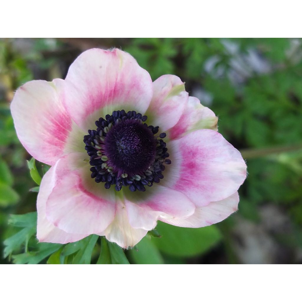 Anemone coronaria Bicolor