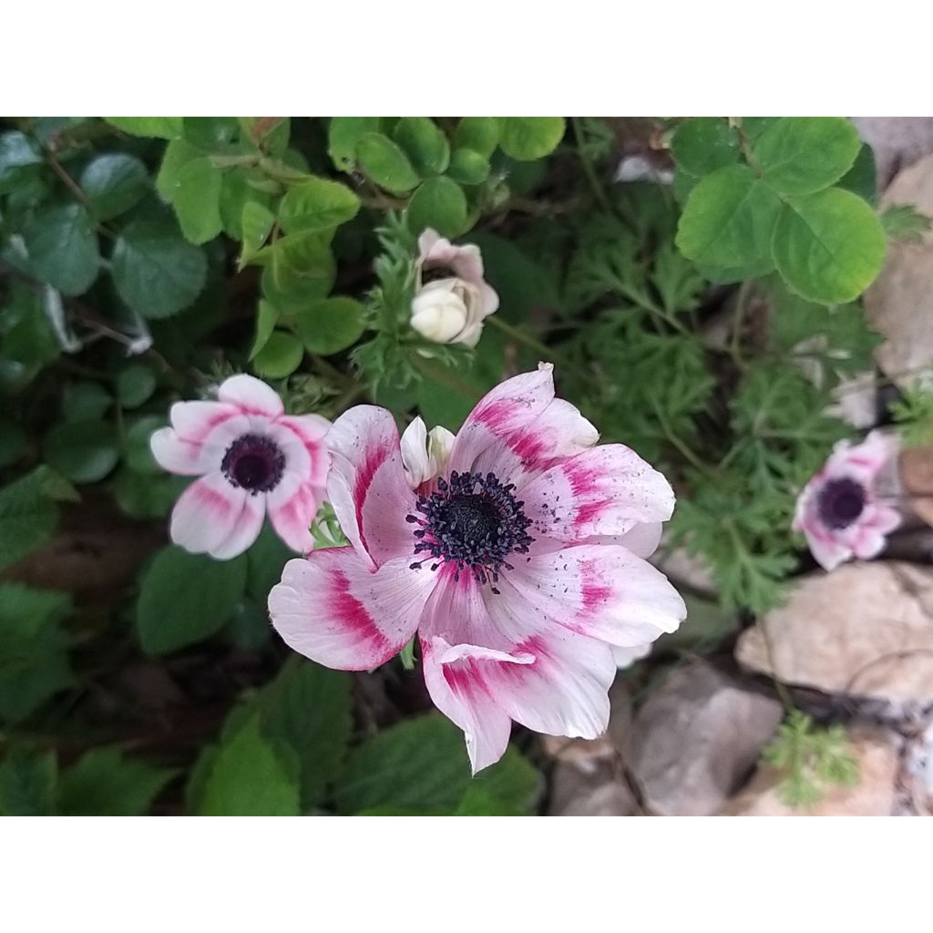 Anemone coronaria Bicolor