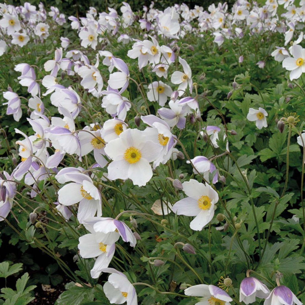 Anemone Wild Swan